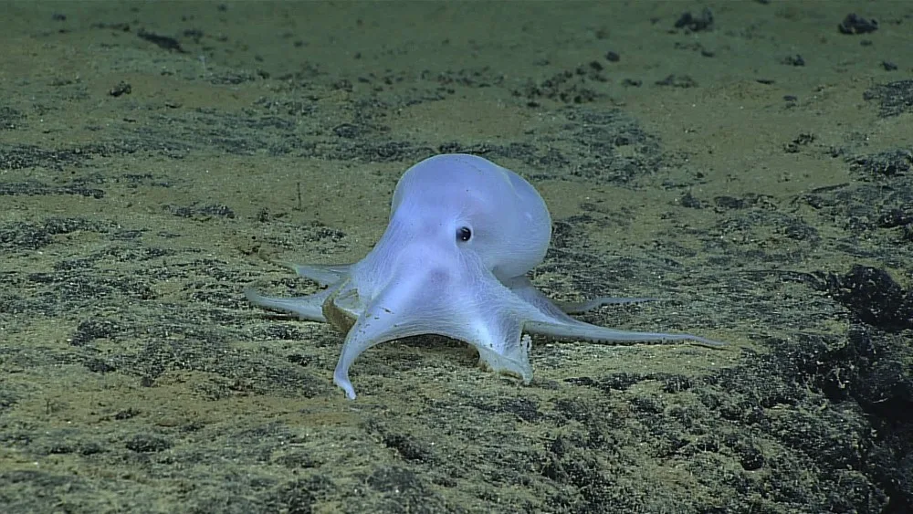 Chobotnice Casper
