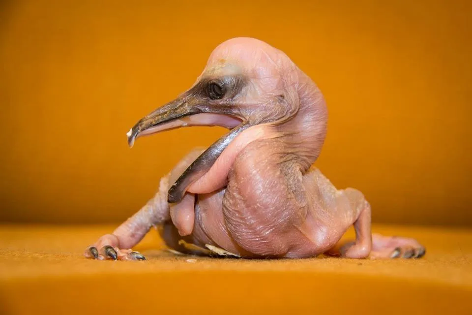 Zoologická zahrada se může pochlubit prvními letošními mláďaty