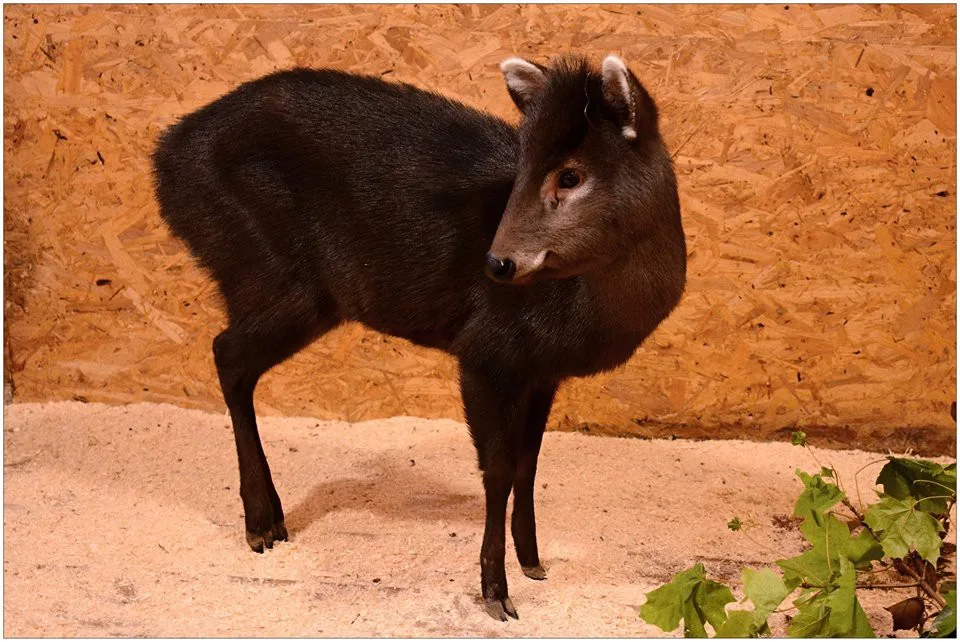 Zoologická zahrada získala ohroženého muntžaka chocholatého