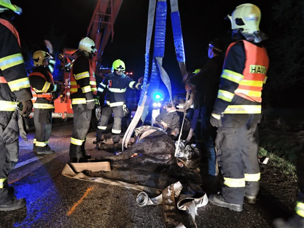 Kůň vběhl do cesty rozjeté dodávce, poraněné zvíře musel veterinář utratit