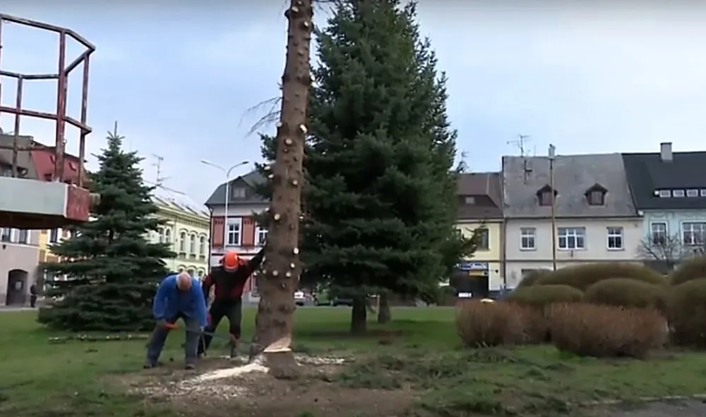 V Chrastavě pokáceli vánoční smrk. Nahradí ho menší kolega.