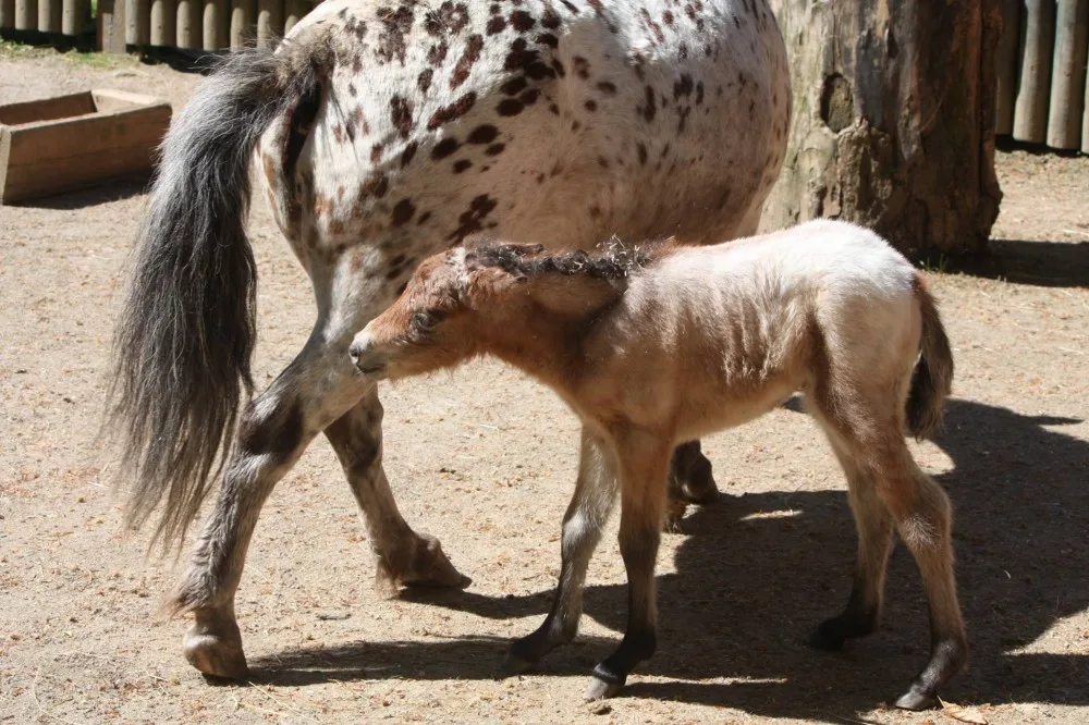 V liberecké zoo se po 11 letech narodila samice ohroženého osla