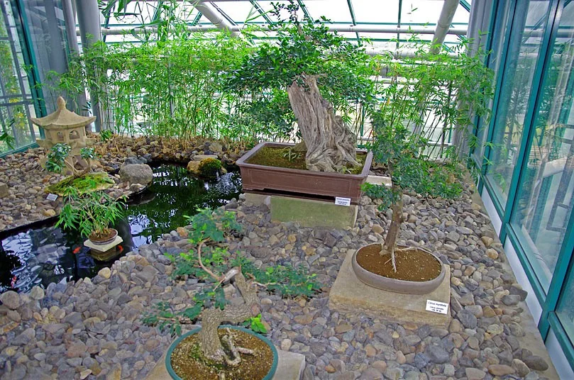 Botanická zahrada má v expozici dva unikáty, leknín a bonsaj starou 338 let