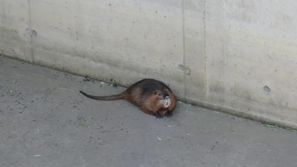 Nutrii vytáhli z požární nádrže až hasiči, sama by se ven nedostala.