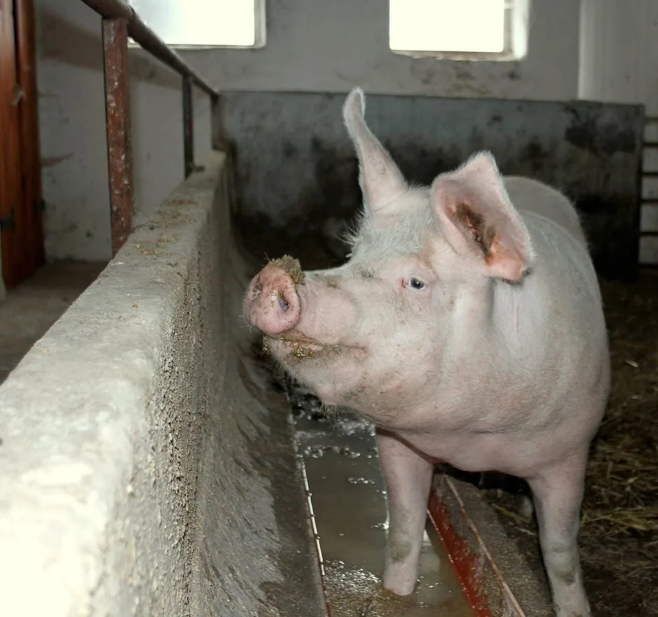 Růženka by mohla žít na farmě Naděje