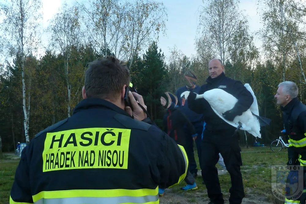 Labuť uvízla ve vlasci, pomoci jí dokázali až hrádečtí hasiči.