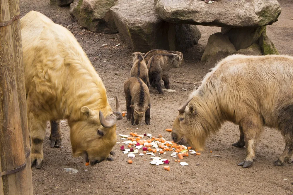 S příchodem jara se v liberecké zoologické zahradě narodila další mláďata.
