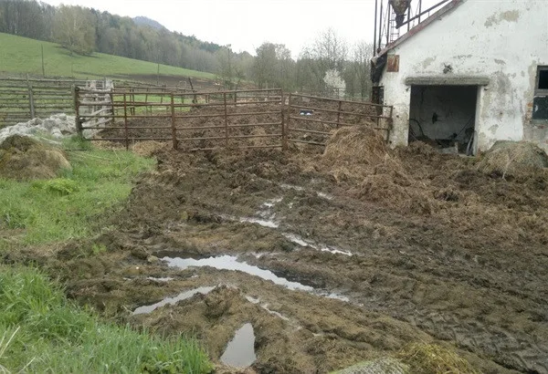 Za úniky výluh hnoje z kravína dostala firma na Liberecku pokutu.