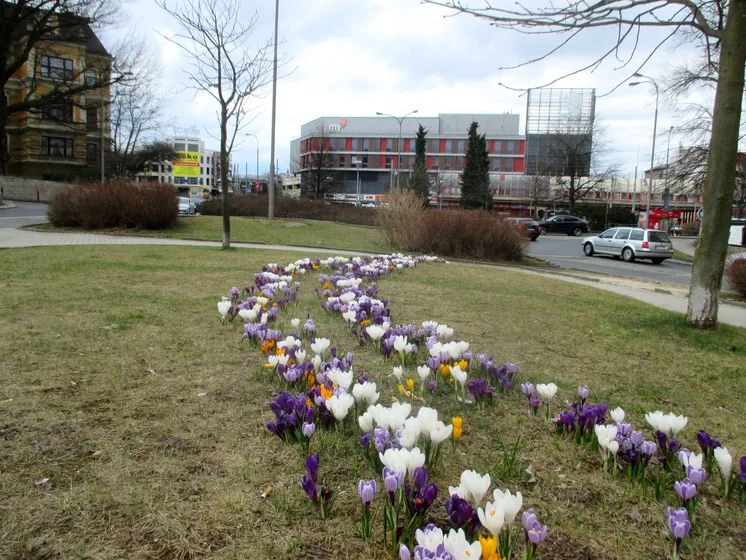 Květiny