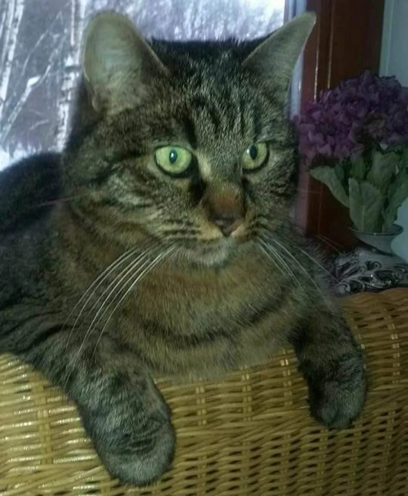Kocour Matouš.