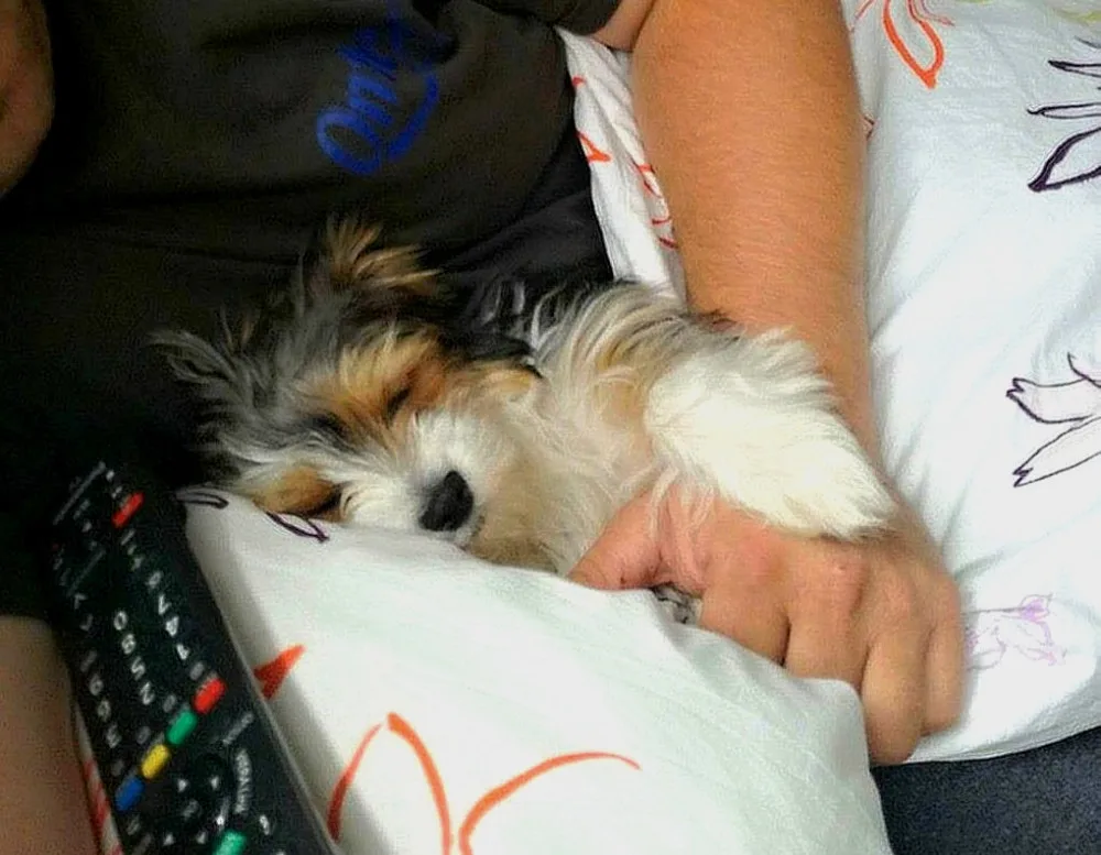 Phoebe