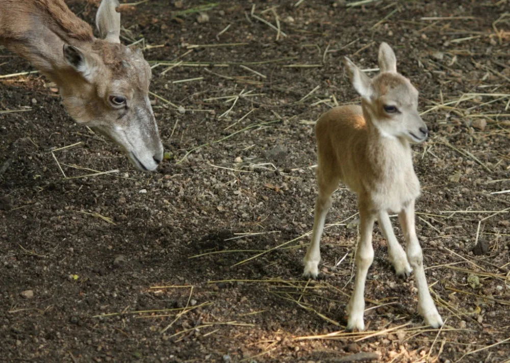 Urial Bucharský