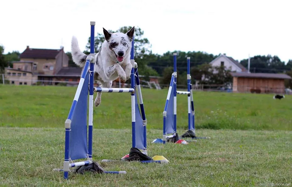 Vedle canicrossu se Švecová věnuje i agility