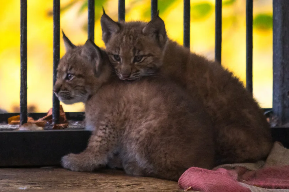 Mláďata rysů v liberecké zoo