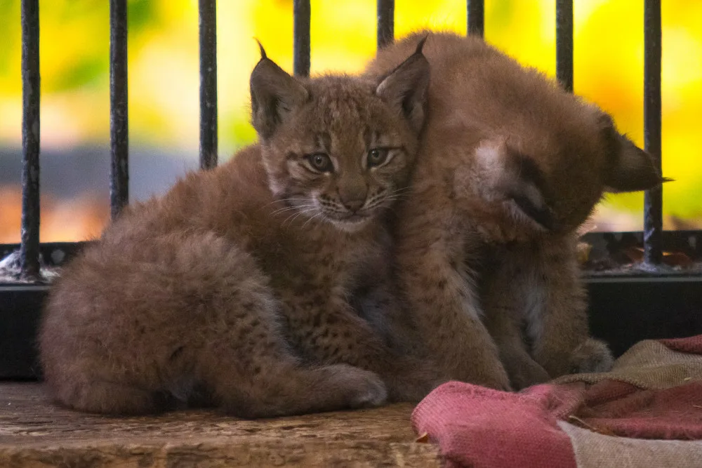 Mláďata rysů v liberecké zoo