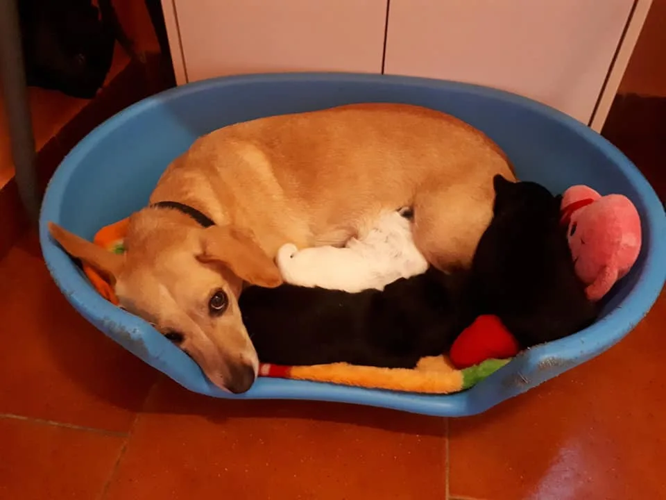 Spokojená psí maminka má u sebe už všechny štěňata