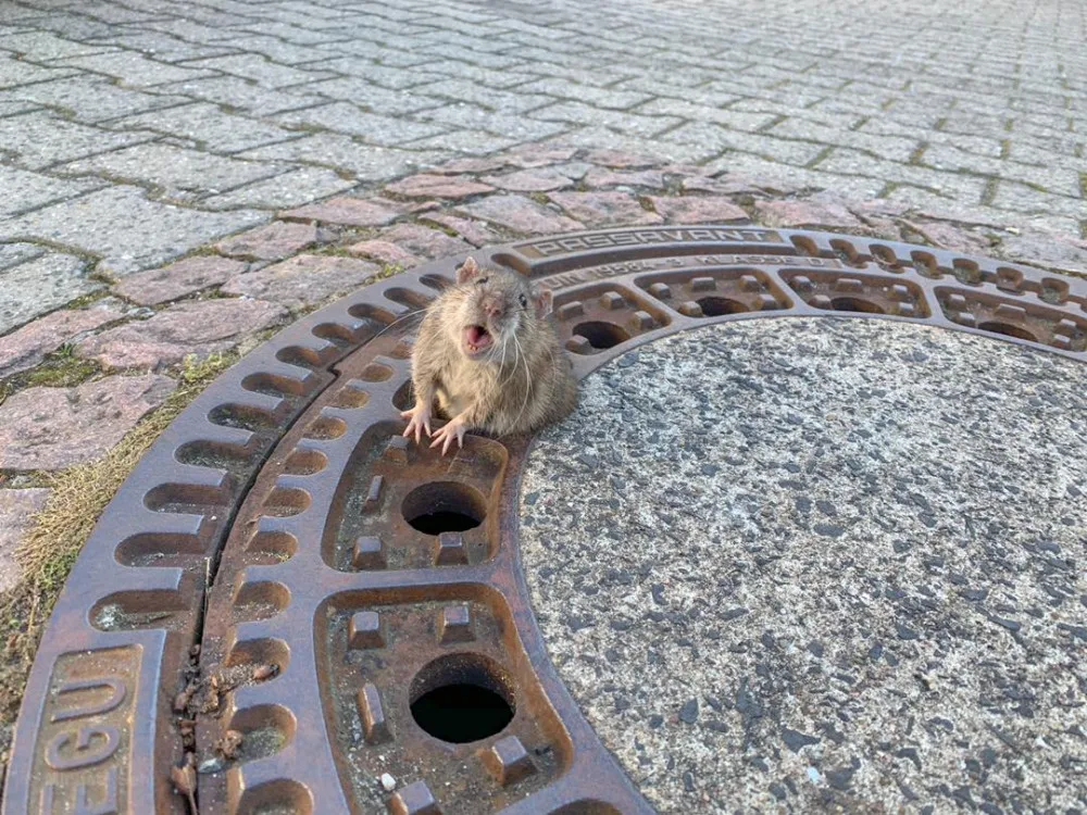 Hasiči v Německu zachránili uvízlého potkana.