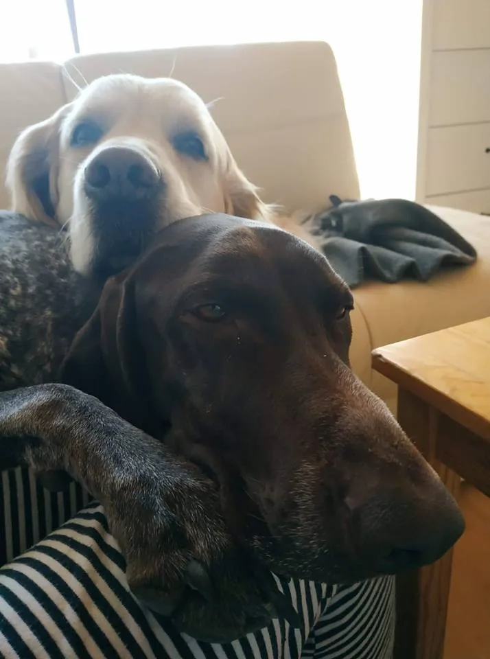 Charlie si na Yetti rychle zvykl.