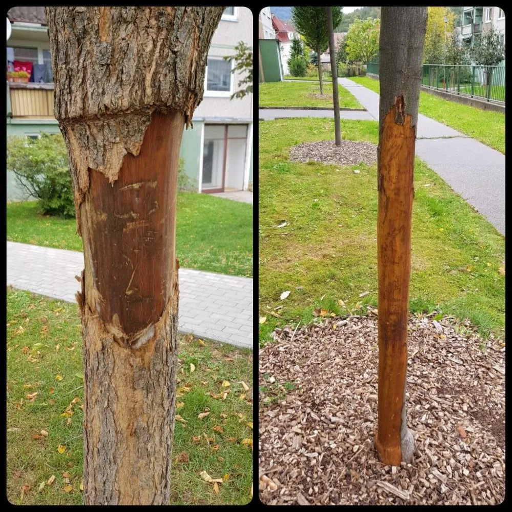 Poničené stromky na hejnickém sídlišti.