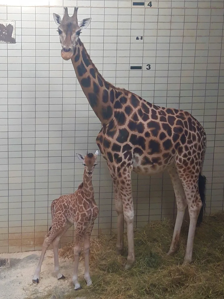 Novému mláďátku se v liberecké zoo daří.