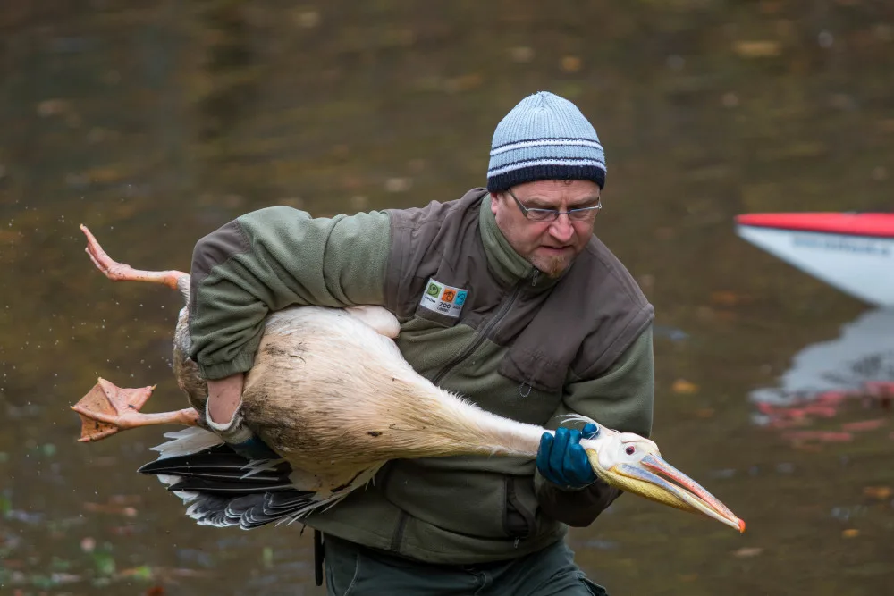 Odchyt pelikánů v liberecké zoo je zážitek.