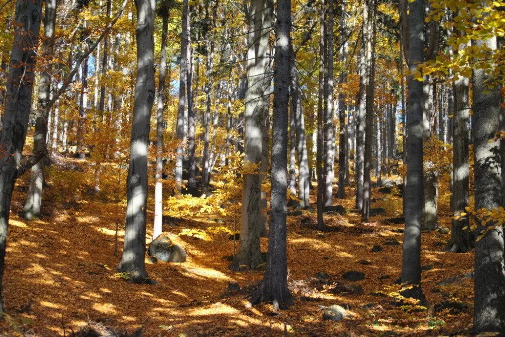 JIzerskohorské bučiny