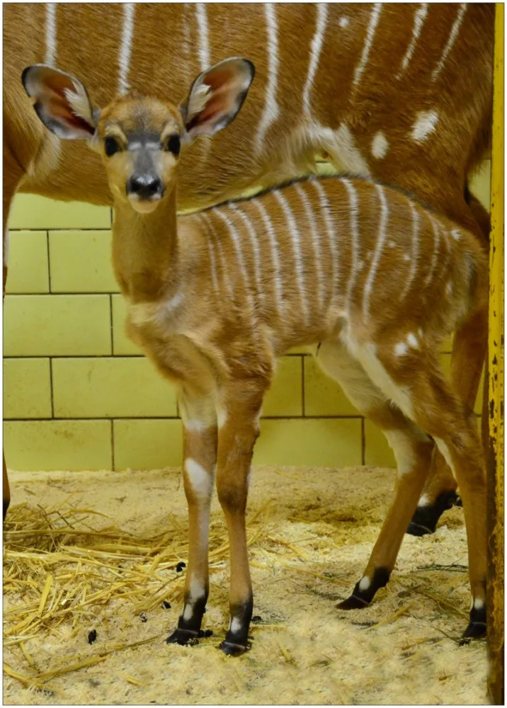 nyala nížiná_mládě