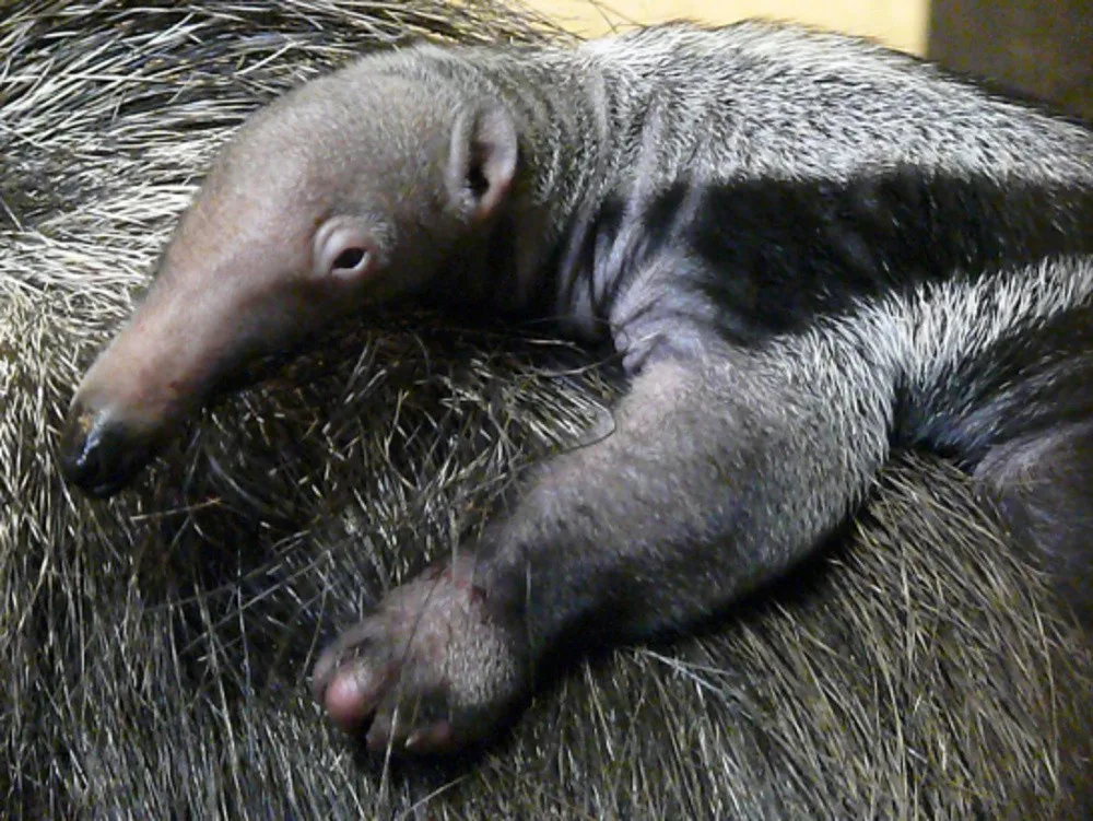 Mládě mravenečníka v liberecké zoo