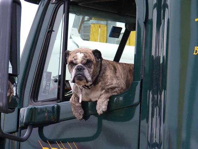 dog-916421_640