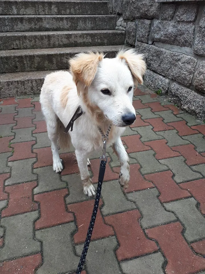 Odebrali majitelům psa. Nestarali se o něj a ani mu neposkytli pomoc po srážce s autem