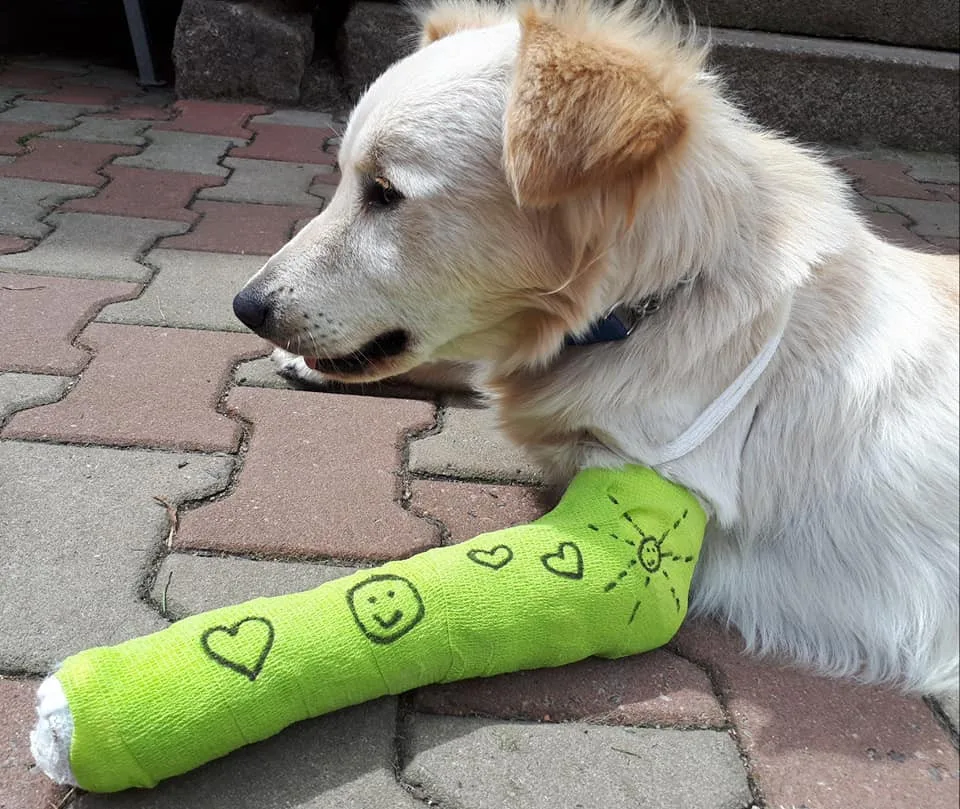 Odebrali majitelům psa. Nestarali se o něj a ani mu neposkytli pomoc po srážce s autem