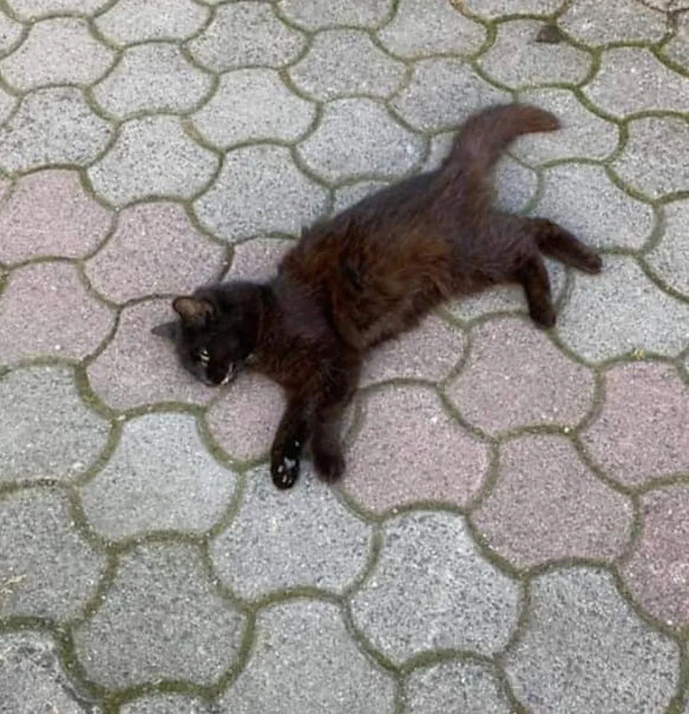 Foto sražené kočky