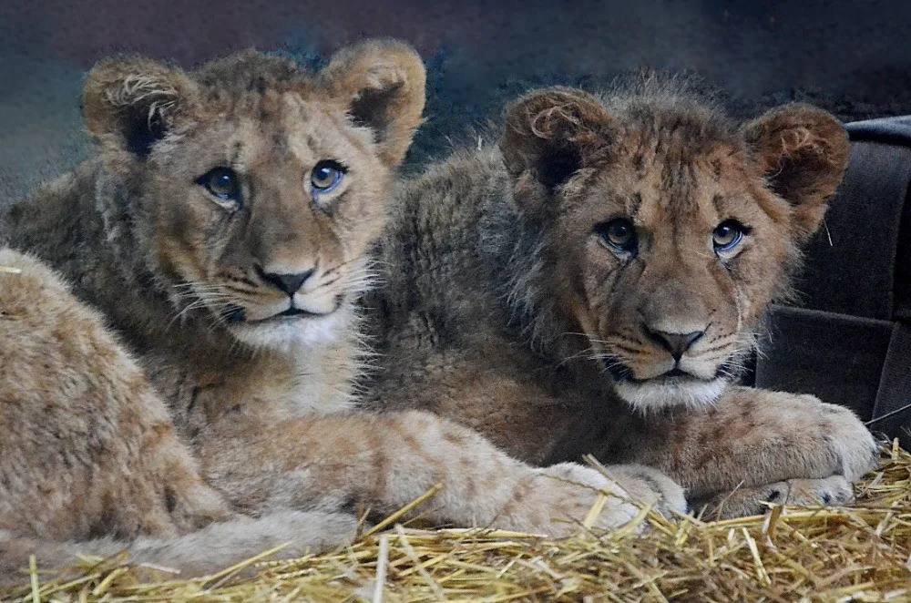 Zoo opouští jeden z mladých lvů. Stěhuje se do zahrady v Antverpách