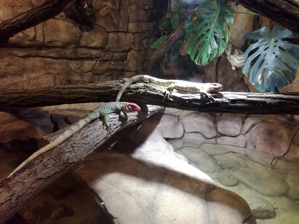 Novými obyvateli liberecké zoo jsou jihoamerické dracény