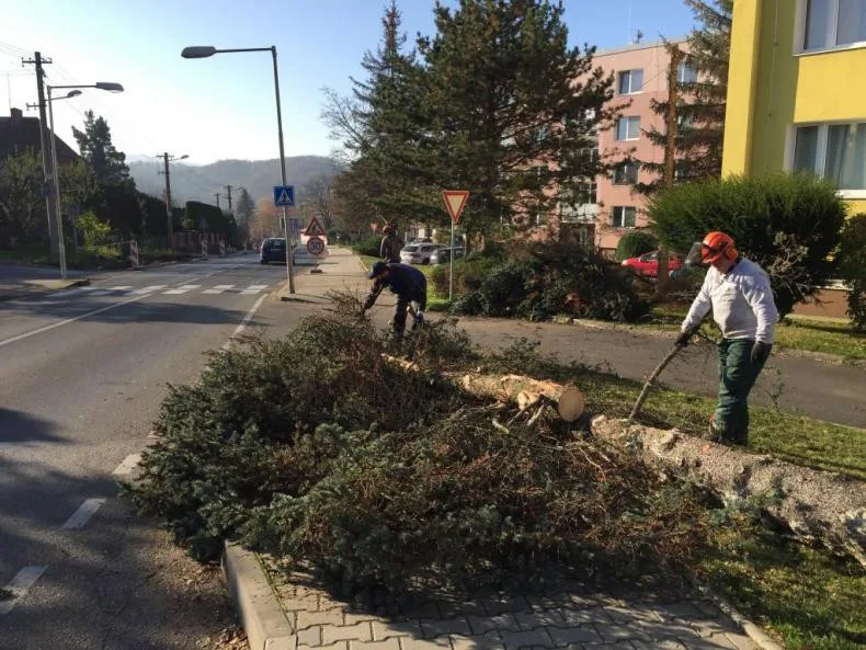 Ve Frýdlantu musí vykácet přes sedmdesát jehličnanů, jsou napadené