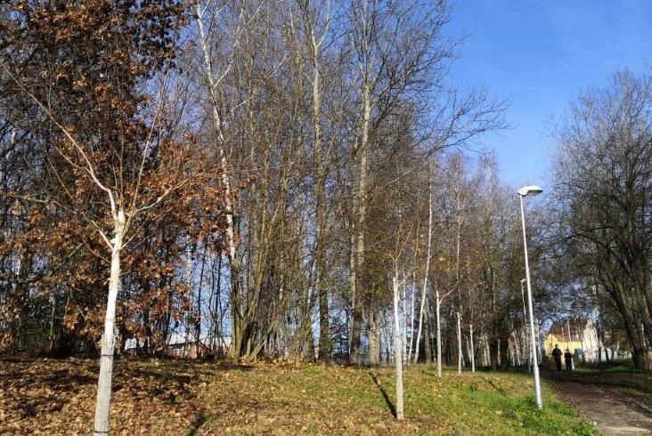 Nová březová alej vydržela tři roky. Pěti stromům uřezal koruny vandal