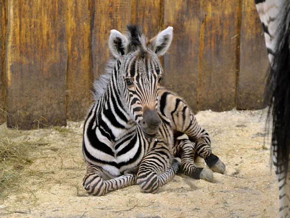 Další přírůstek v liberecké zoo. Narodila se stá zebra Chapmanova