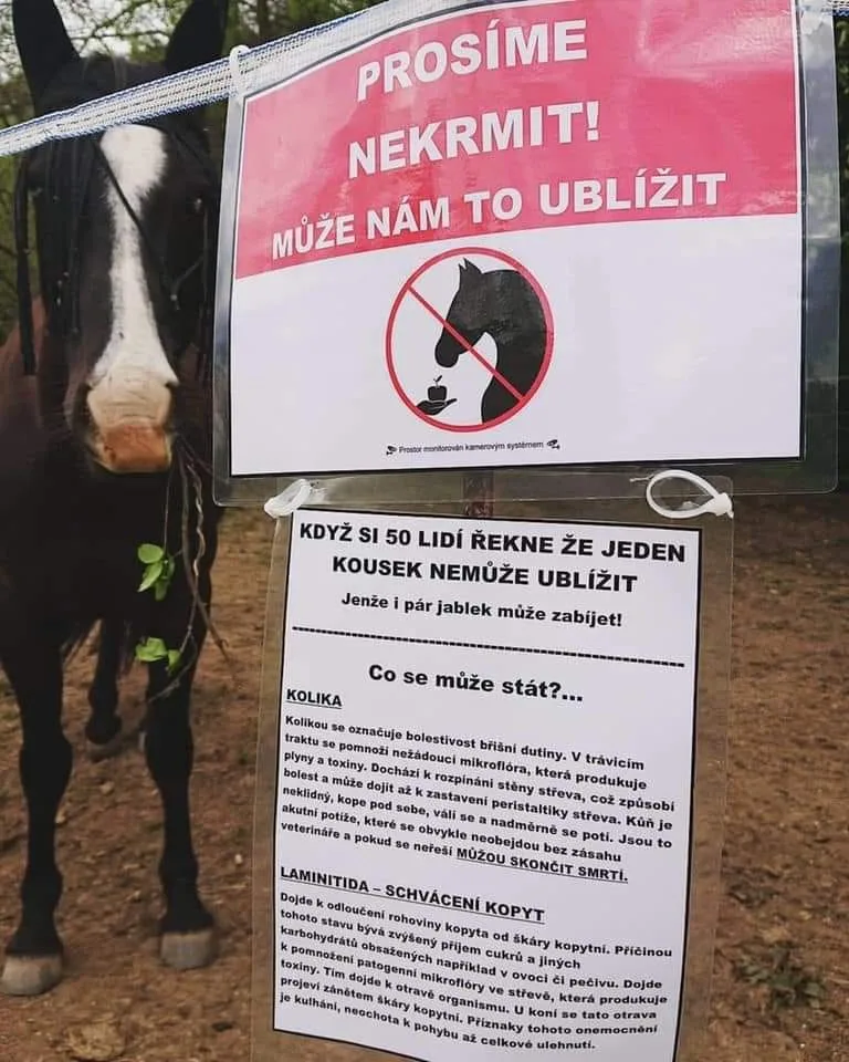 Cizí koně se nekrmí, ale je to marný, zlobí se chovatelé. I jablko nebo chleba může zvíře zabít