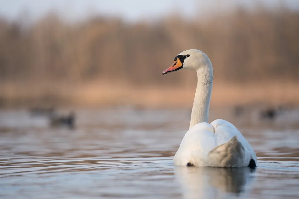 Ptačí chřipka v Libereckém kraji. Objevila se u labutí v Příšovicích