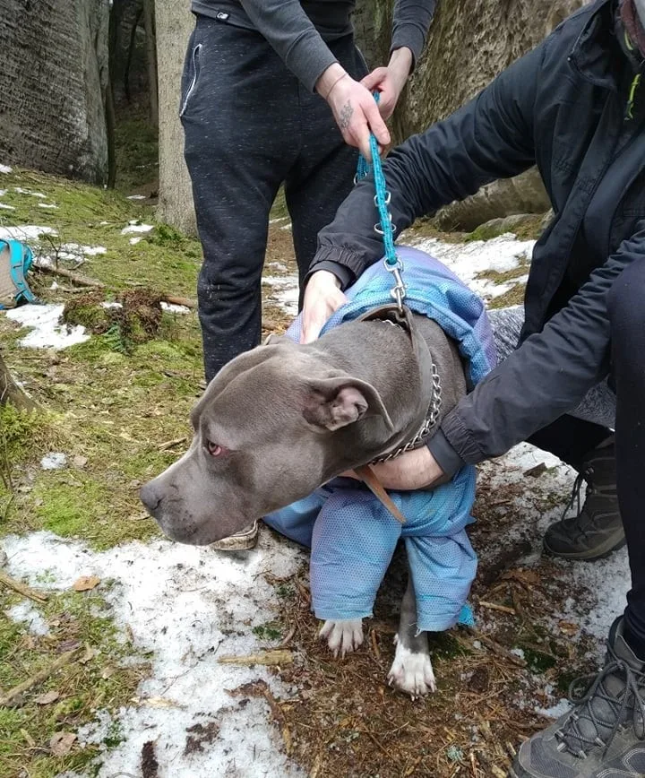 V průrvě skal uvízl pes. Ven mu pomohli až hasiči