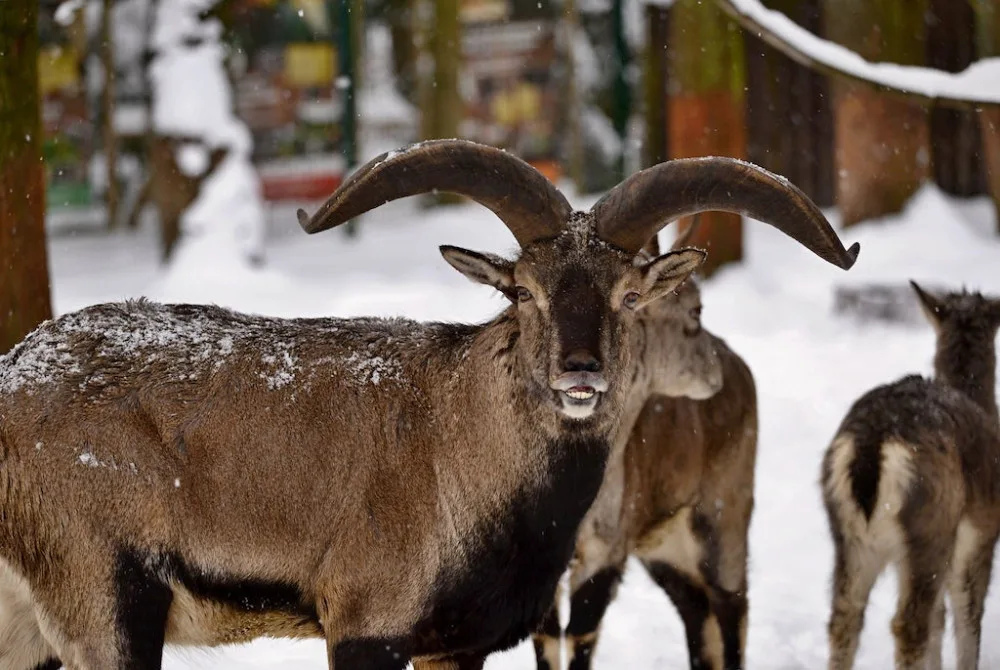 Liberecké zoo hrozí, že bez podpory bude muset omezit provoz