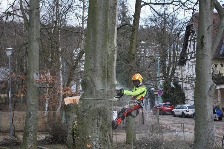 Město nechalo z parku v Liďákách pokácet deset napadených buků. Nahradí je nové