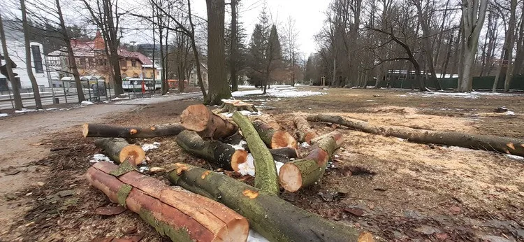 Město nechalo z parku v Liďákách pokácet deset napadených buků. Nahradí je nové