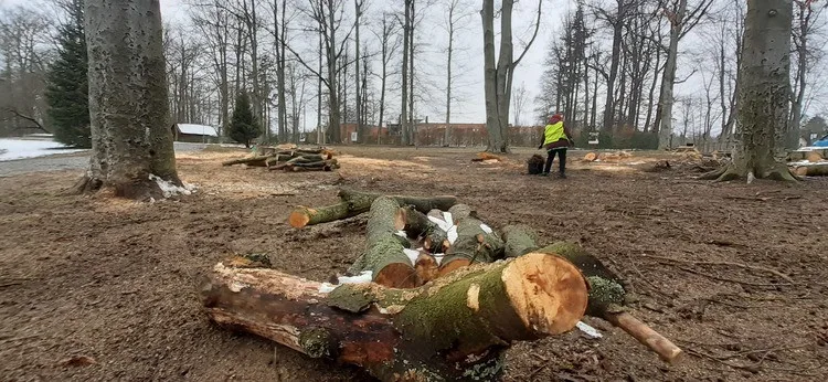 Město nechalo z parku v Liďákách pokácet deset napadených buků. Nahradí je nové