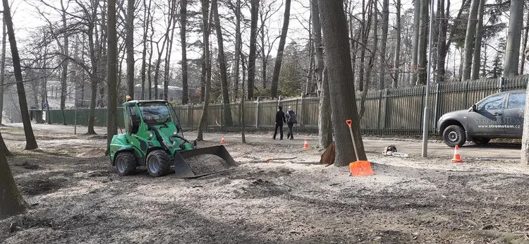Město nechalo z parku v Liďákách pokácet deset napadených buků. Nahradí je nové