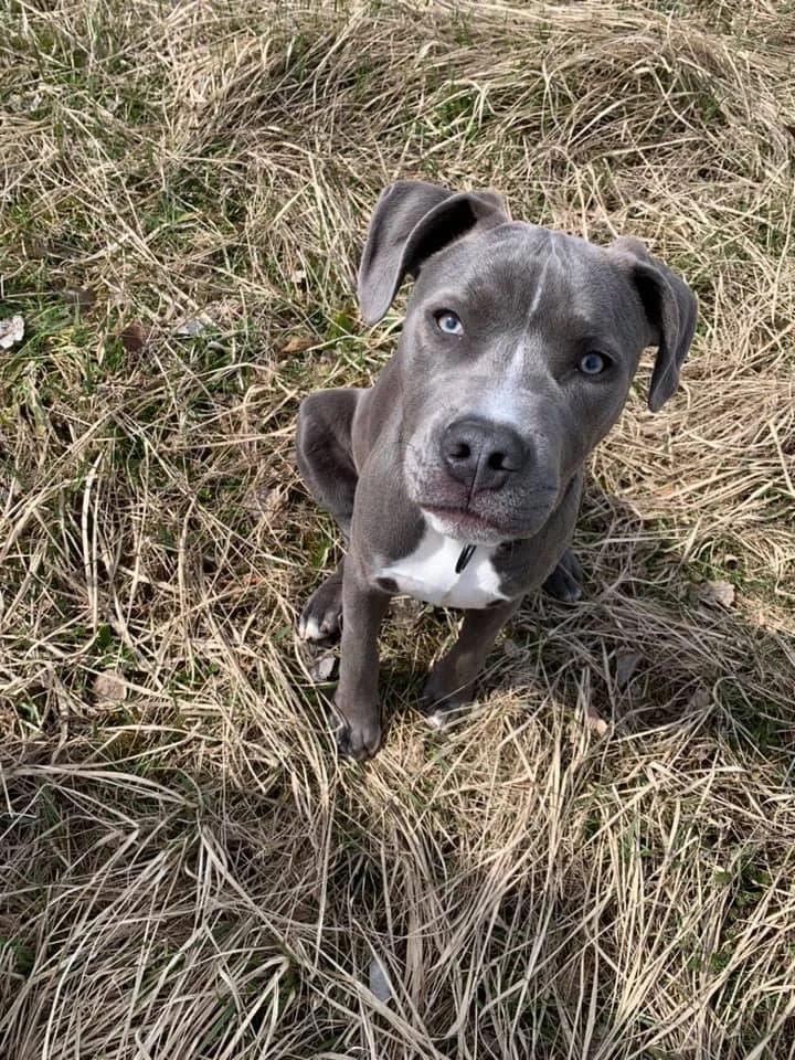 Jen pár dní po operaci utekl Jack z kontroly u veterináře. Může být v Kateřinkách a okolí
