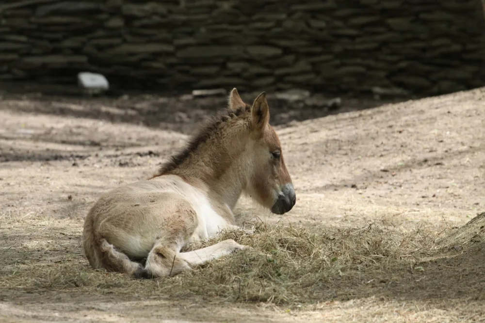 Kůň převalského a sob karelský. Zoo vítá mláďata