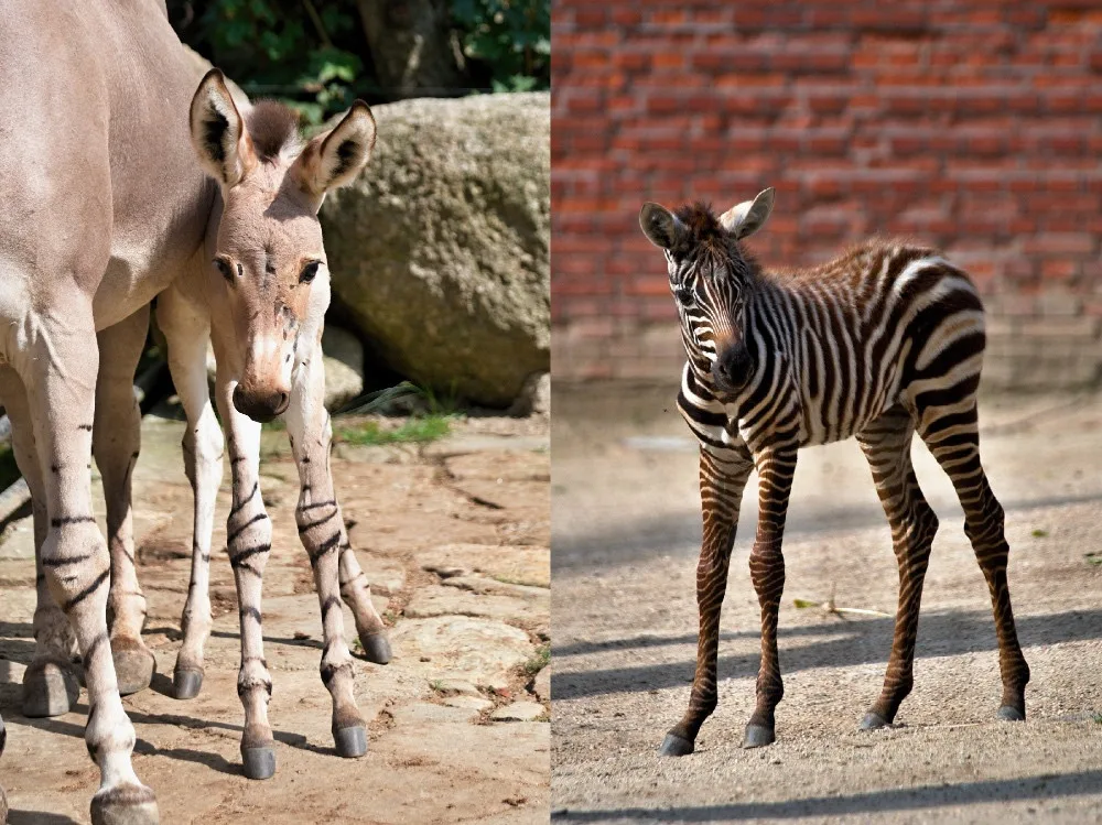 V liberecké zoo se narodila samice osla somálského, teprve druhá od roku 2006
