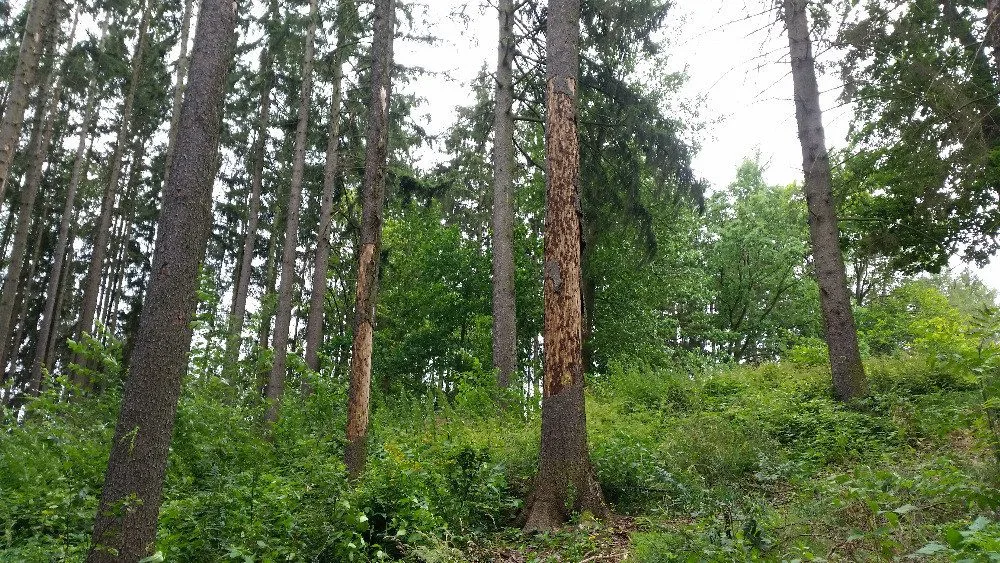 Chladné jaro přispělo ke snížení kůrovcové kalamity. Napadeného dřeva se těží méně