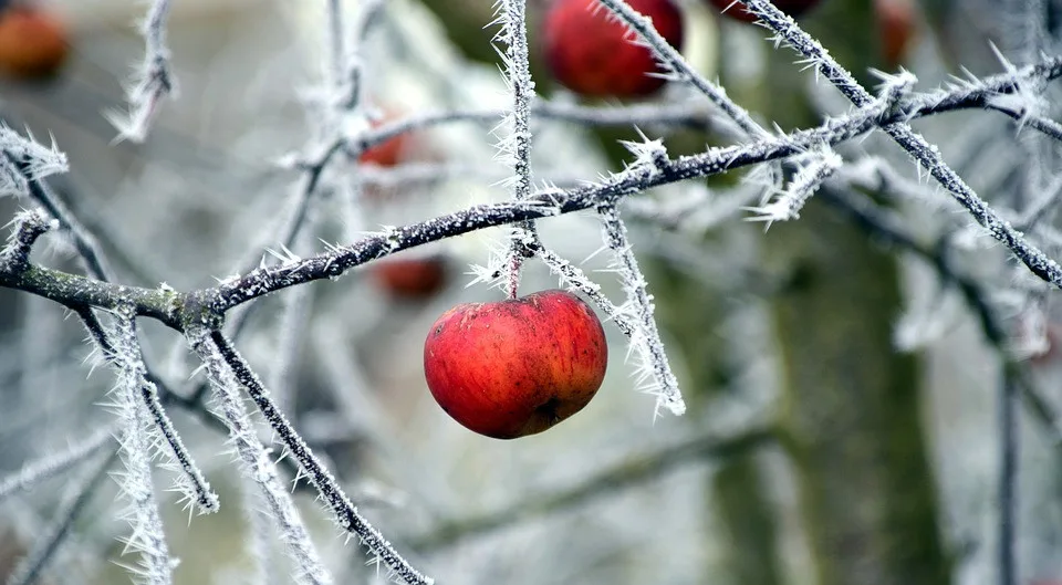 Mrazivé páteční ráno? Meteorologové varují, že teploty spadnou pod nulu